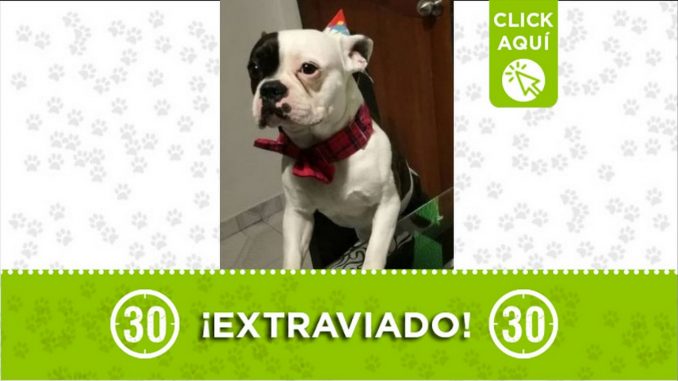 Chester perro perdido San Cristóbal 2021