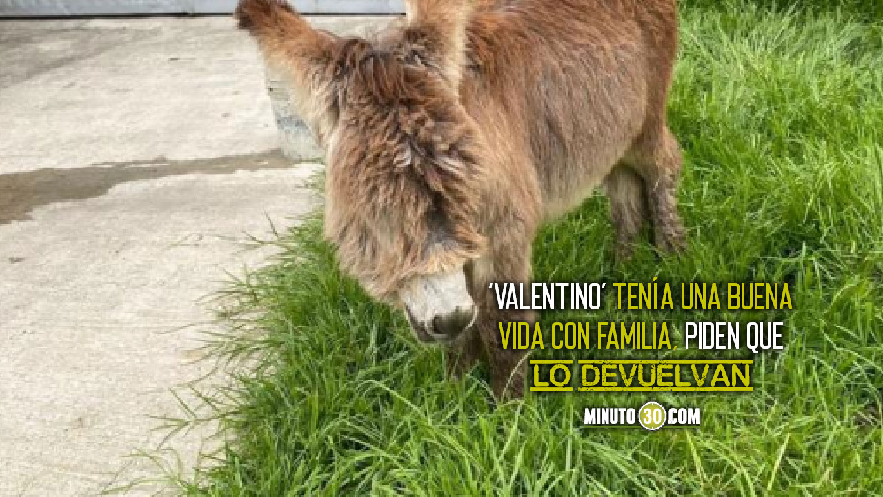 ¡Difunde! Buscan a ‘Valentino el burro’, fue robado por criminales 1 Valentino el burro