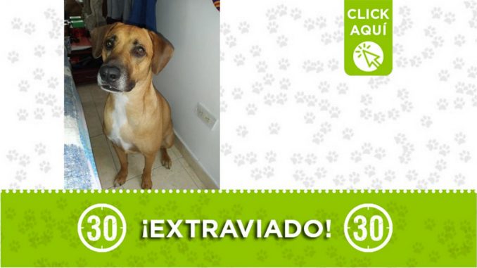 "Dino" se extravió en El Peñol ¿Lo ha visto? "Dino" se extravió en El Peñol ¿Lo ha visto?