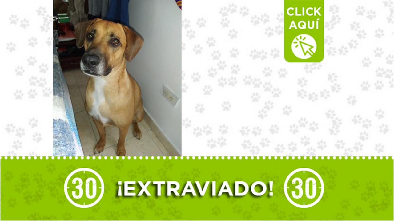 "Dino" se extravió en El Peñol ¿Lo ha visto?