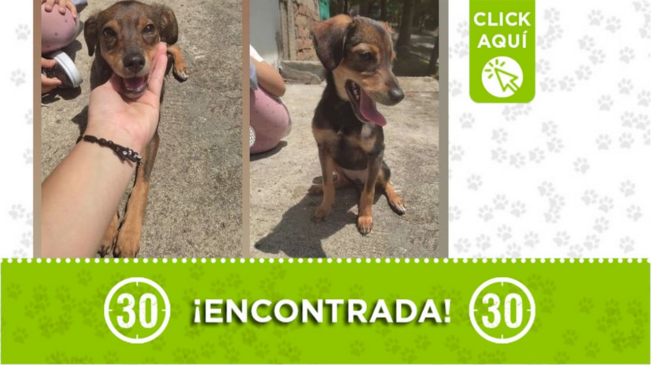 Esta perrita fue encontrada en Manrique ¿Es suya?