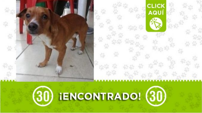 Buscan a la familia de este perrito encontrado en Santa Cruz Buscan a la familia de este perrito encontrado en Santa Cruz