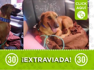 "Frida" se extravió en el barrio Aragón 1 "Frida" se extravió en el barrio Aragón