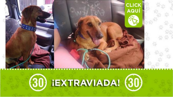 "Frida" se extravió en el barrio Aragón "Frida" se extravió en el barrio Aragón