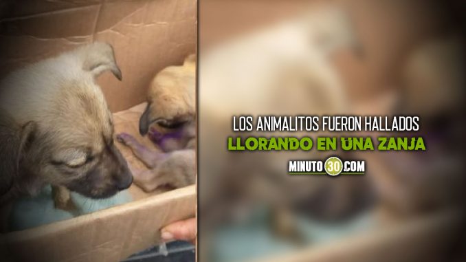 Le-amputaron-las-patas-a-un-cachorrito-y-lo-abandonaron-en-una-caja amputaron