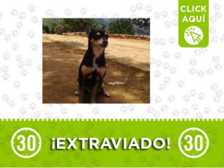 'Lucas' se perdió en el barrio Caicedo ¿Lo ha visto? 1 Lucas