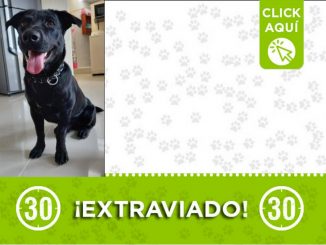 "Lucas" se extravió en el Popular 2 ¿Lo ha visto? 1 "Lucas" se extravió en el Popular 2 ¿Lo ha visto?