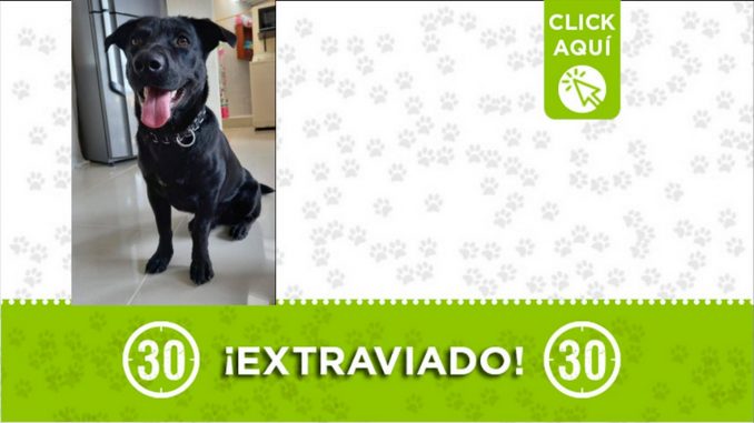"Lucas" se extravió en el Popular 2 ¿Lo ha visto? "Lucas" se extravió en el Popular 2 ¿Lo ha visto?