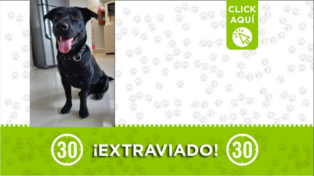 "Lucas" se extravió en el Popular 2 ¿Lo ha visto?