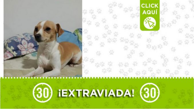 "Luna" se extravió en Caldas, salió corriendo por el sonido de la pólvora y no aparece "Luna" se extravió en Caldas, salió corriendo por el sonido de la pólvora y no aparece