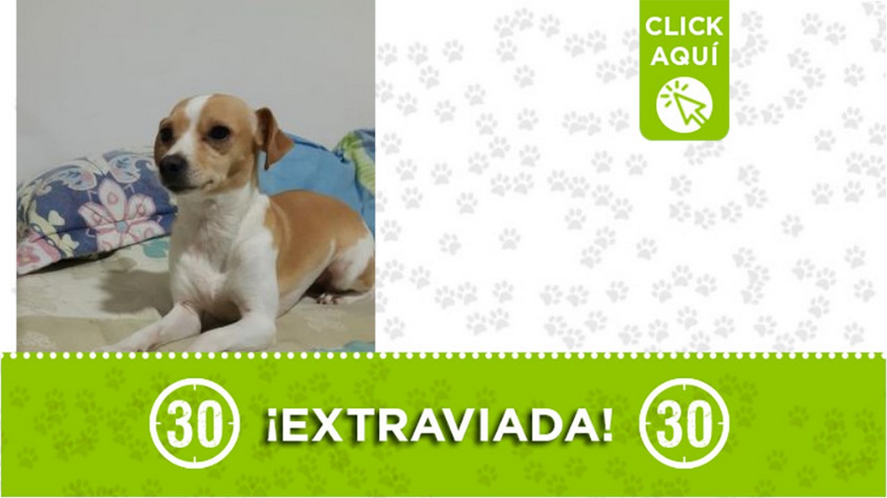 "Luna" se extravió en Caldas, salió corriendo por el sonido de la pólvora y no aparece