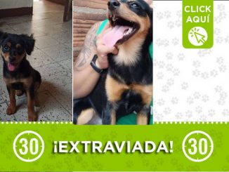 ¿La ha visto? "Lupita" se extravió en Aranjuez 1 ¿La ha visto? "Lupita" se extravió en Aranjuez