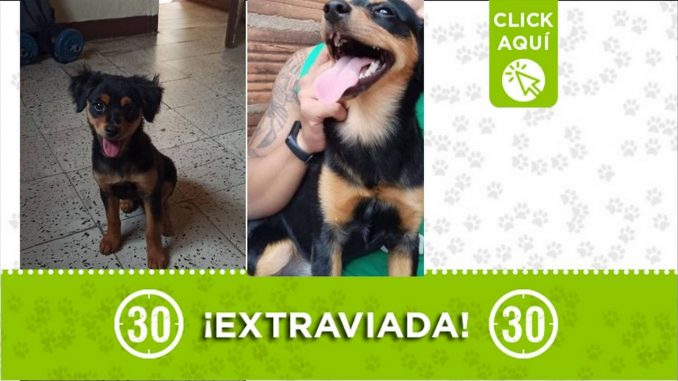 ¿La ha visto? "Lupita" se extravió en Aranjuez ¿La ha visto? "Lupita" se extravió en Aranjuez