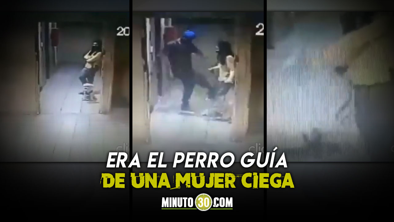 EN VIDEO: ¡Maldito desgraciado! Mató a un perrito de una patada en la cabeza, porque le ladró