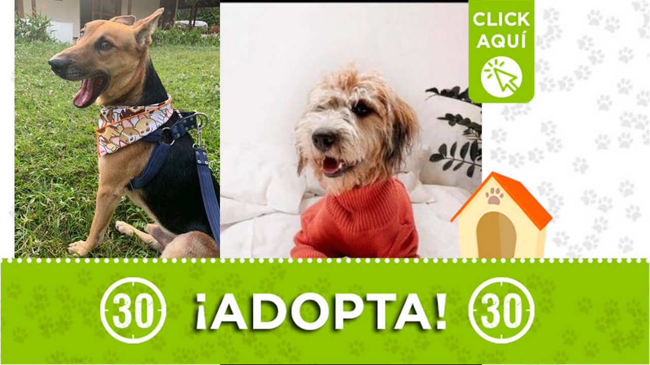 "Princesa" y "Toby" están en Barbosa y buscan un amor en el que se les brinde mucho amor