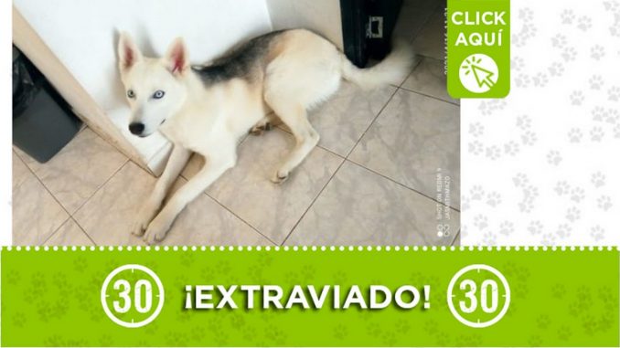 ¿Lo ha visto? "Max" se extravió en Bello ¿Lo ha visto? "Max" se extravió en Bello