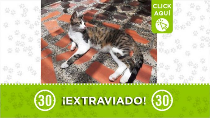 Max gato perdido 2021