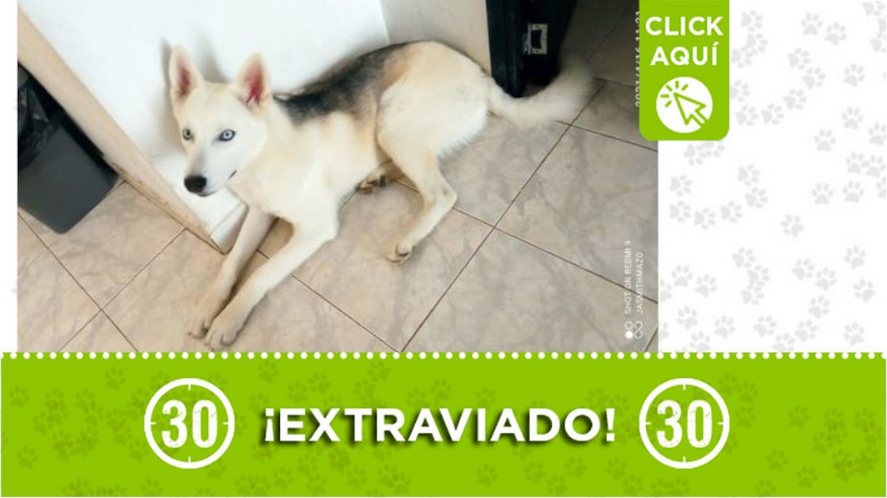 ¿Lo ha visto? "Max" se extravió en Bello