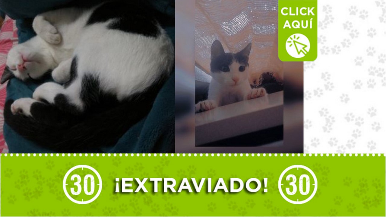 "Maxi" se extravió en Bello ¿Lo ha visto?