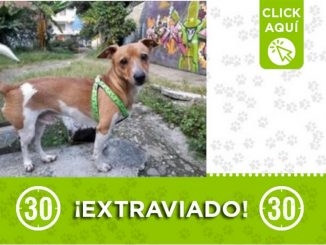 ¿Lo ha visto? "Maylo" se extravió en Itagüí 1 ¿Lo ha visto? "Maylo" se extravió en Itagüí