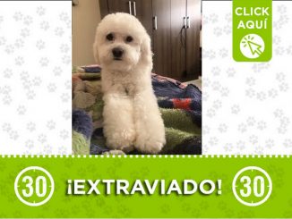 "Ozzy" se perdió en el barrio 12 de Octubre 1 Medellin perro Ozzy perdido barrio 12 de Octubre