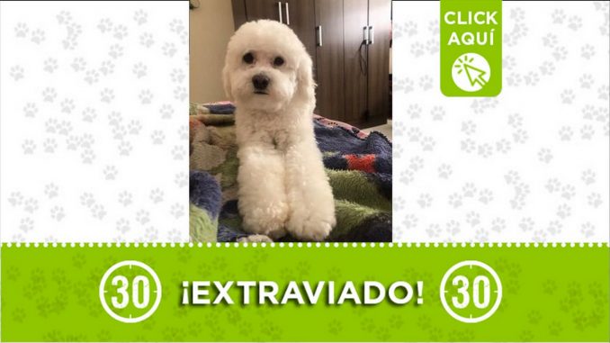 Medellín perro Ozzy perdido barrio 12 de Octubre