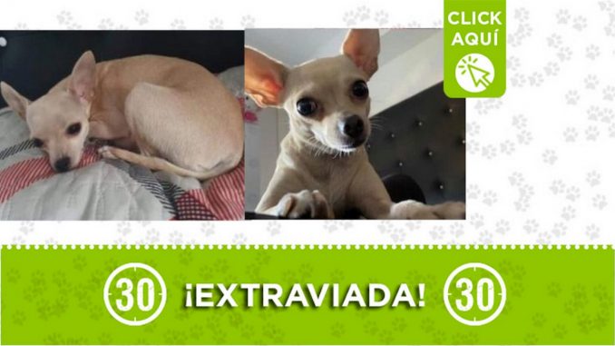 "Mini" se perdió desde el sábado en Santa Fe de Antioquia "Mini" se perdió desde el sábado en Santa Fe de Antioquia