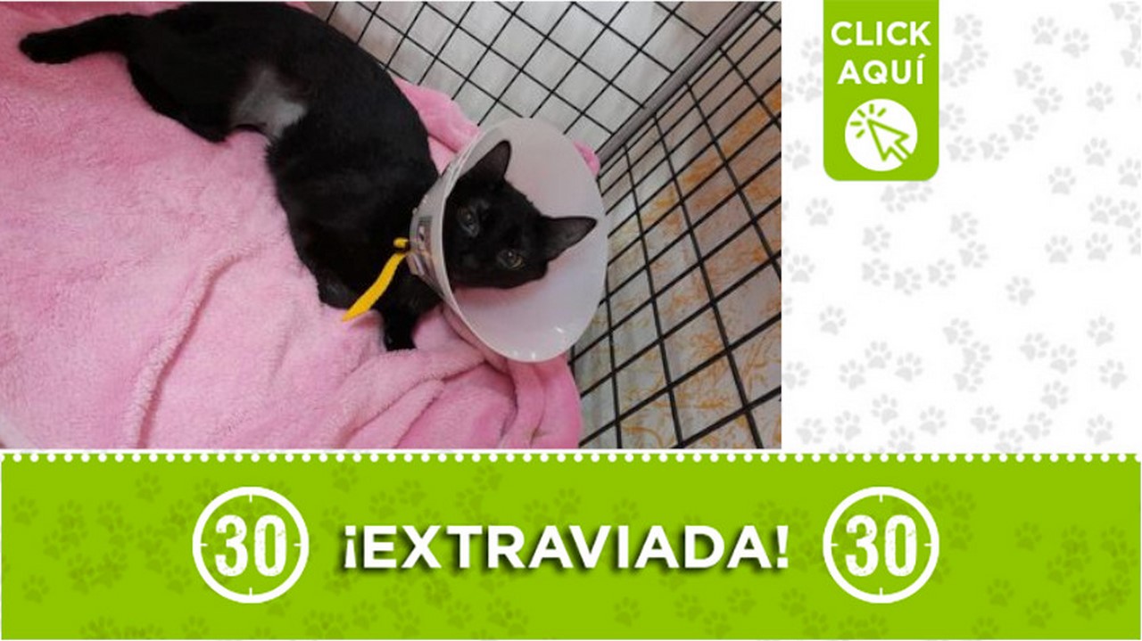 "Negra" se extravió en La América ¿La ha visto?