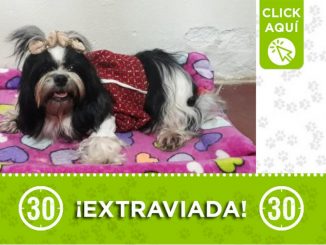 "Nina" se extravió, fue vista por última vez en Aranjuez 1 "Nina" se extravió, fue vista por última vez en Aranjuez