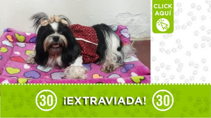 "Nina" se extravió, fue vista por última vez en Aranjuez "Nina" se extravió, fue vista por última vez en Aranjuez