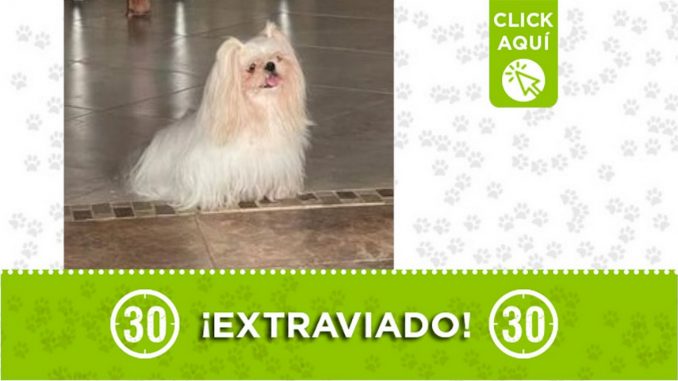 "Nytho" se extravió en San Jerónimo, Antioquia "Nytho" se extravió en San Jerónimo, Antioquia