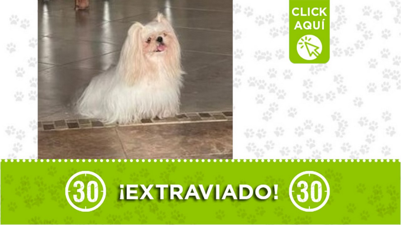 "Nytho" se extravió en San Jerónimo, Antioquia