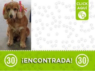 ¿Es suya? Encontraron esta perrita en Rionegro