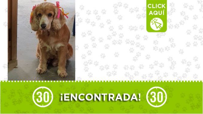 ¿Es suya? Encontraron esta perrita en Rionegro ¿Es suya? Encontraron esta perrita en Rionegro