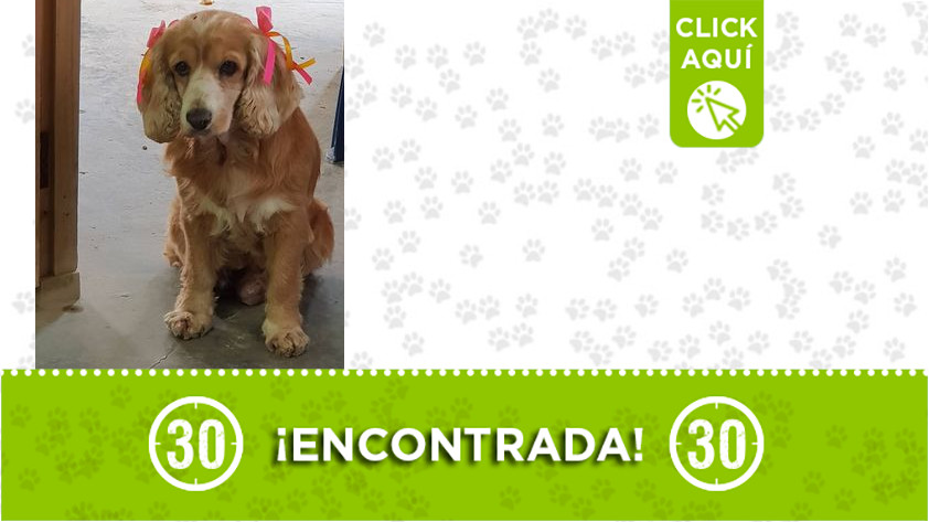 ¿Es suya? Encontraron esta perrita en Rionegro