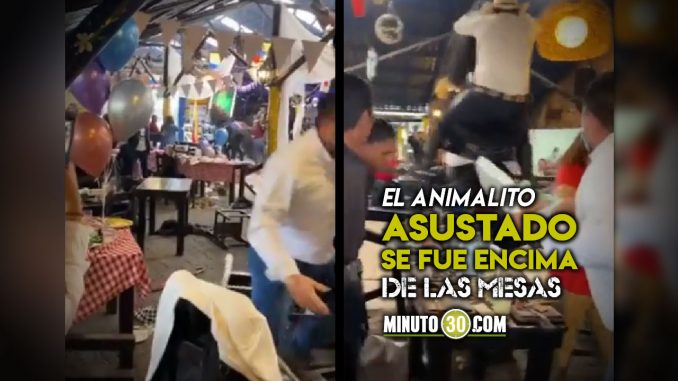 Panico-por-caballo-que-se-alebresto-en-pleno-show-en-un-restaurante caballo