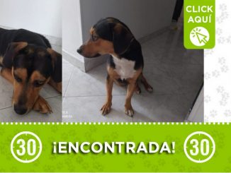 Encontraron esta perrita en Robledo Pilarica ¿Es suya?