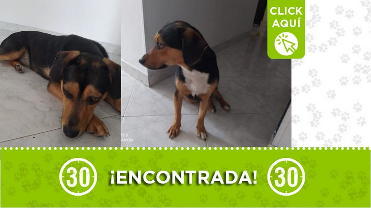 Encontraron esta perrita en Robledo Pilarica ¿Es suya?