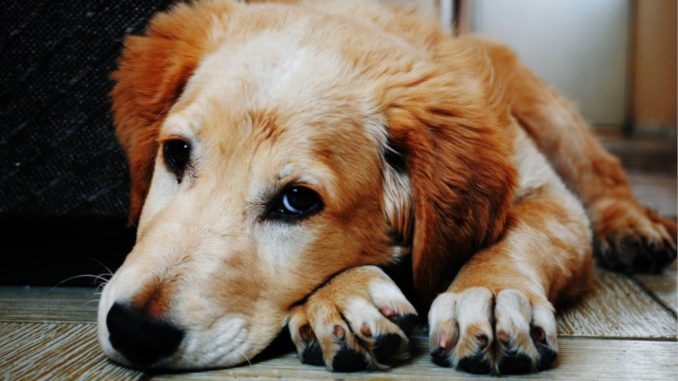 Un degenerado dijo que iba a bañar una perrita pero la violó Un degenerado dijo que iba a bañar una perrita pero la violó