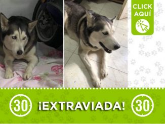 Hoy encontraron esta perrita en Manrique Oriental 1 Hoy encontraron esta perrita en Manrique Oriental