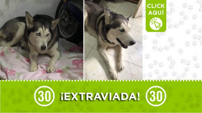 Hoy encontraron esta perrita en Manrique Oriental Hoy encontraron esta perrita en Manrique Oriental