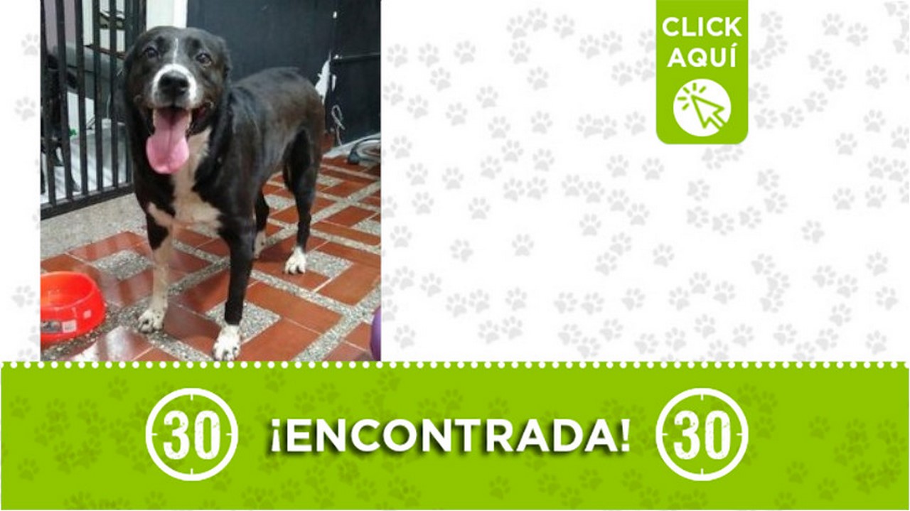 Esta perrita estaba sola y asustada por los truenos en La Floresta ¿Es suya? 1 Esta perrita estaba sola y asustada por los truenos en La Floresta ¿Es suya?