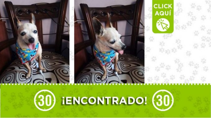 ¿Lo conoce? Este perrito fue encontrado en el barrio San Gabriel de Itagüí ¿Lo conoce? Este perrito fue encontrado en el barrio San Gabriel de Itagüí