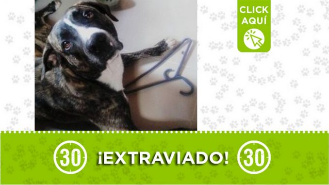 Hace dos días "Ranger" no aparece ¿Lo ha visto? Hace dos días "Ranger" no aparece ¿Lo ha visto?
