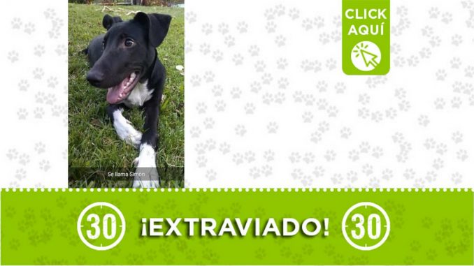 ¿Ha visto a "Simón"? Se extravió en Antonio Nariño ¿Ha visto a "Simón"? Se extravió en Antonio Nariño