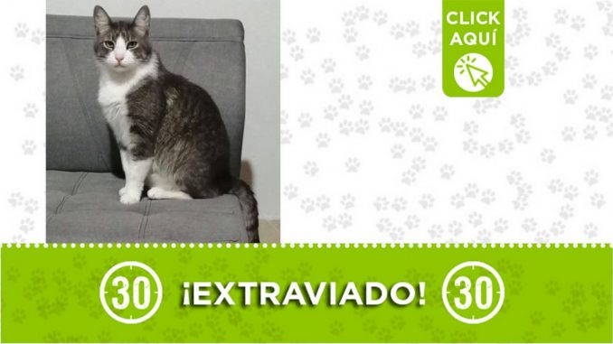 "Tobías" se extravió en Santa Elena "Tobías" se extravió en Santa Elena