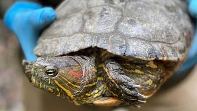 ¡Qué maravilla! Liberaron 50 tortugas en Puerto Triunfo, Antioquia ¡Qué maravilla! Liberaron 50 tortugas en Puerto Triunfo, Antioquia