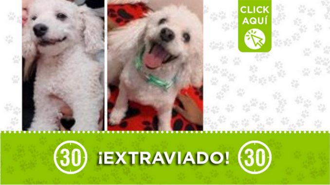 "Tuty" se extravió desde ayer en Santa Cruz "Tuty" se extravió desde ayer en Santa Cruz