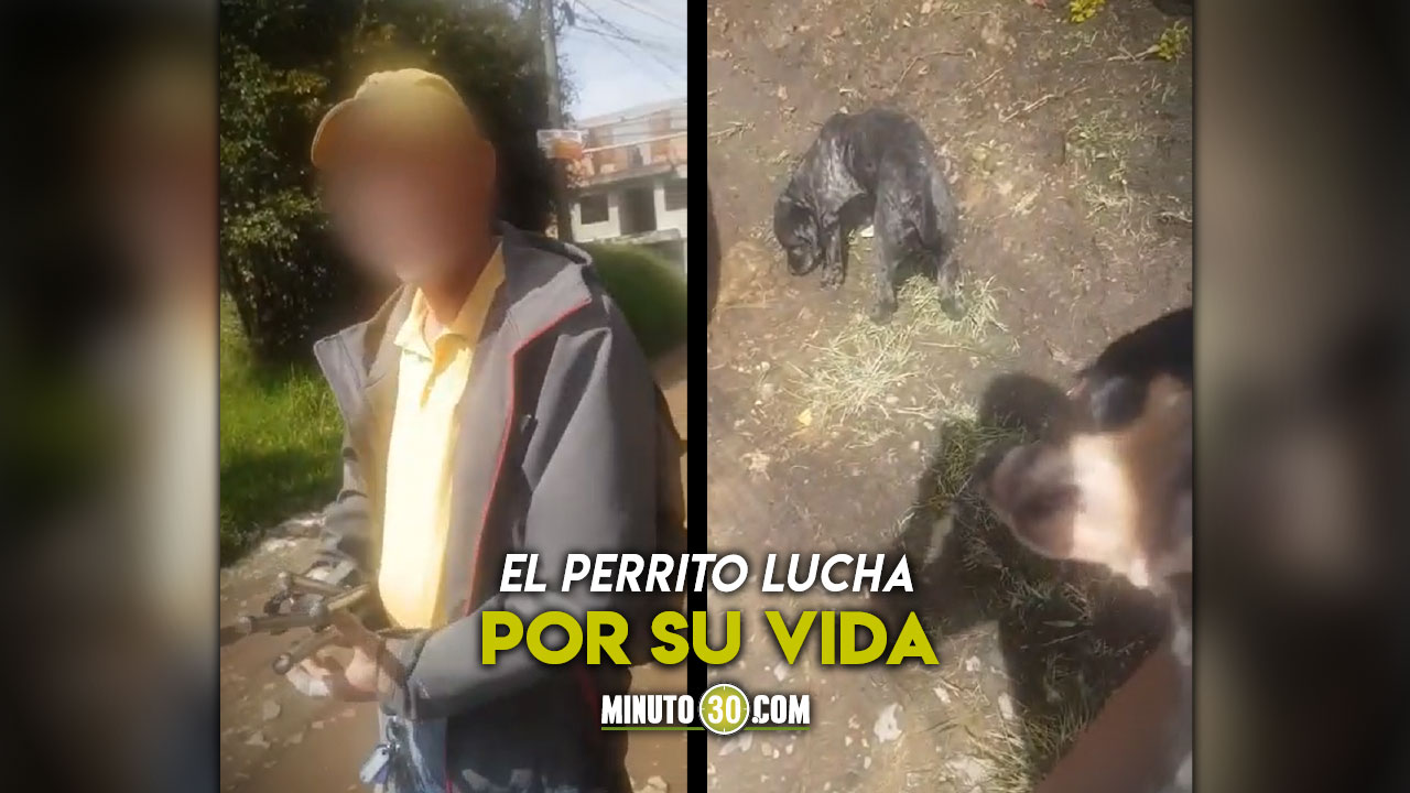 [Video] Un tipo casi mata de un golpe a un perrito en Carmen de Viboral