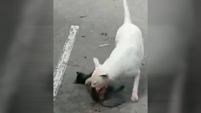 Video-Quién-tiene-la-culpa-Denuncian-que-un-perro-ha-asesinado-a-varias-mascotas-en-un-barrio Perro